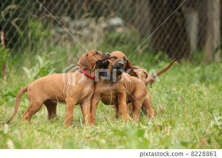 Rhodesian ridgeback puppies playing 8228861