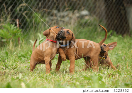 Rhodesian ridgeback puppies playing Rhodesian ridgeback puppies playing 8228862