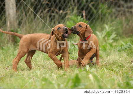 Rhodesian ridgeback puppies playing Rhodesian ridgeback puppies playing 8228864