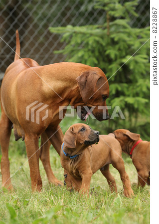 Rhodesian ridgeback bitch 8228867