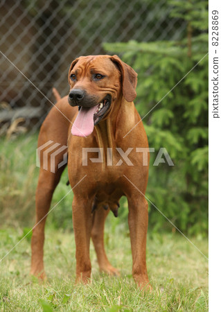 Rhodesian ridgeback bitch 8228869