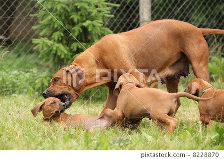 Rhodesian ridgeback 8228870