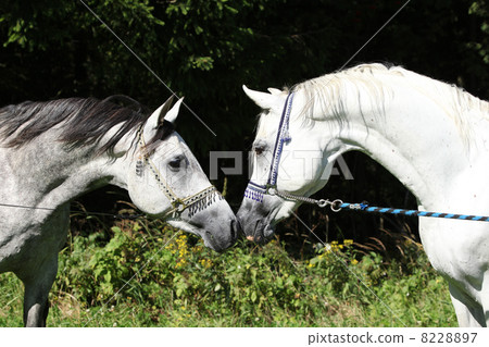 Two arabian stallions with show halters 8228897