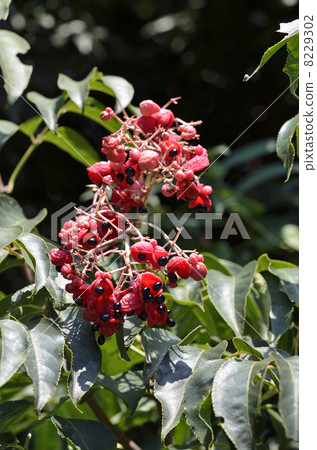 Gonzu's fruit 8229302
