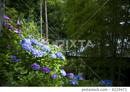 Hydrangea slope behind the storehouse 8229471