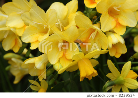 Freesia 8229524