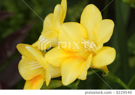 Freesia 8229540
