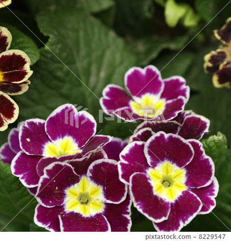 報春花·Obconica 報春花·Obconica 8229547