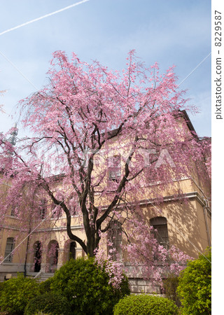 Kyoto Prefectural Government Old Main Building Red Yae Heavy-duto Sakura Kyoto Prefectural Government Old Main Building Red Yae Heavy-duto Sakura 8229587