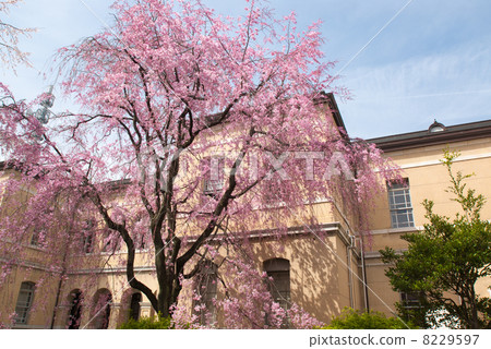 Kyoto Prefectural Government Old Main Building Red Yae Heavy-duto Sakura 8229597