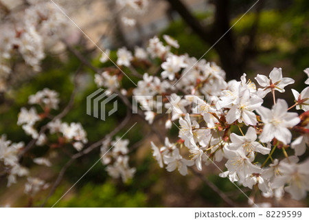 Old Main Building Kyoto Sakura 8229599