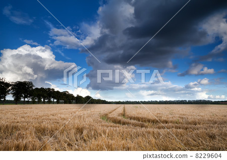 wheat field and dramatic sky 8229604