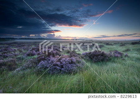 sunrise over marsh with flowering heather sunrise over marsh with flowering heather 8229613