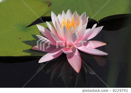 滋賀高原蓮花池蓮花池 8229741