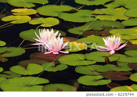 滋賀高原蓮花池蓮花池 8229744