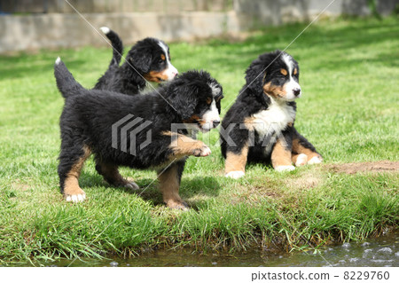 Three Bernese Mountain Dog puppies Three Bernese Mountain Dog puppies 8229760