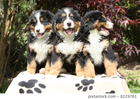 Three Bernese Mountain Dog puppies sitting 8229761