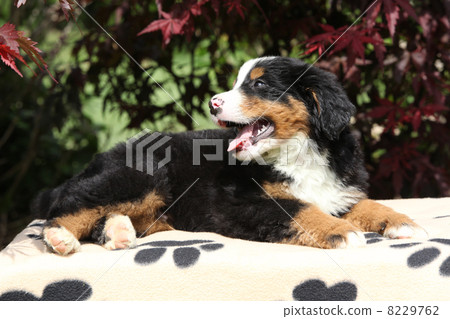 Bernese Mountain Dog puppy on blanket smiling Bernese Mountain Dog puppy on blanket smiling 8229762