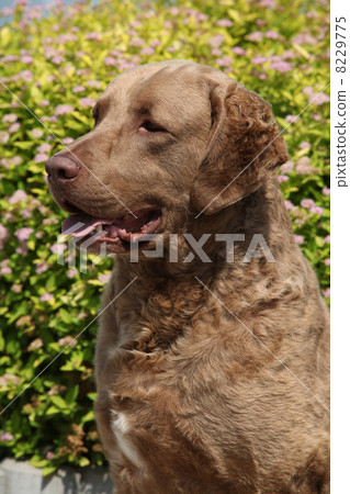 Chesapeake Bay Retriever in beautiful garden 8229775