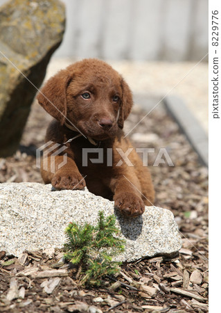 Chesapeake Bay Retriever puppy on stone 8229776