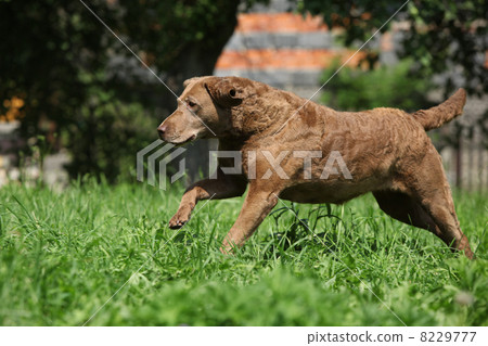 Chesapeake Bay Retriever running in garden 8229777