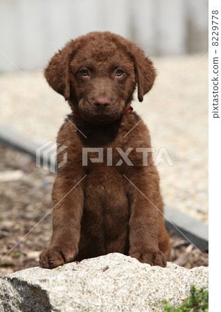 Chesapeake Bay Retriever puppy 8229778