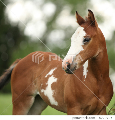 Portrait of nice Paint horse filly with blue eye 8229793