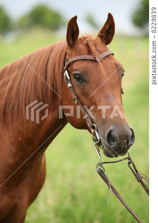 Nice Quarter horse stallion with western bridle 8229839