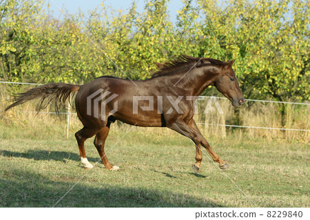 Perfect brown quarter horse 8229840