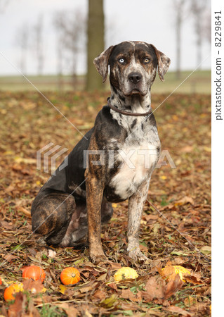 Louisiana Catahoula dog in Autumn 8229841