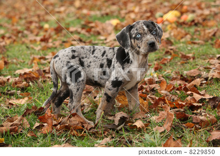 Louisiana Catahoula puppy in Autumn Louisiana Catahoula puppy in Autumn 8229850