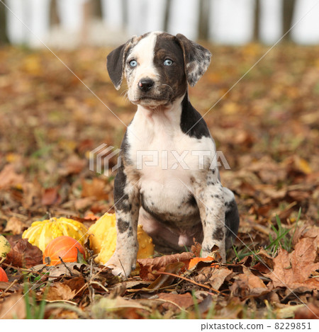 Louisiana Catahoula puppy with pumpkins in Autumn 8229851
