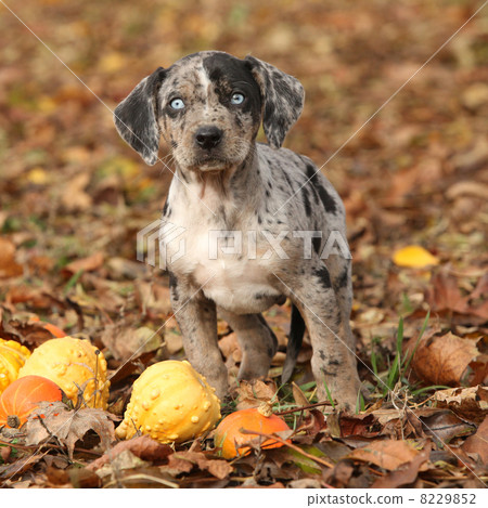 Louisiana Catahoula puppy with pumpkins in Autumn 8229852