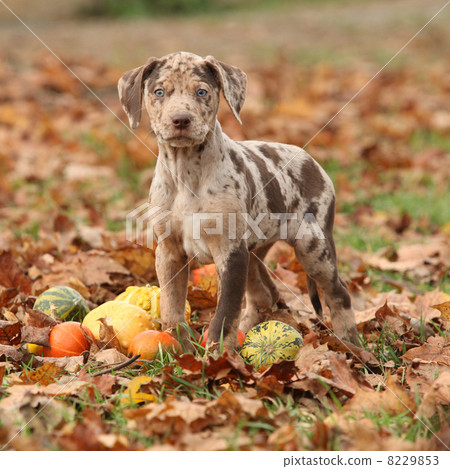 Louisiana Catahoula puppy in Autumn Louisiana Catahoula puppy in Autumn 8229853