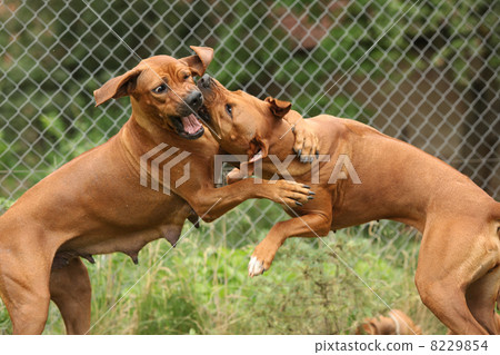 Rhodesian ridgeback bitches 8229854