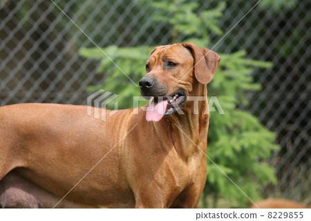 Rhodesian ridgeback bitch 8229855