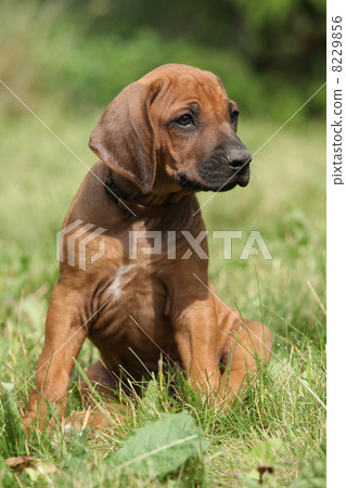 Rhodesian ridgeback puppy 8229856
