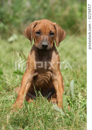 Rhodesian ridgeback puppy Rhodesian ridgeback puppy 8229857