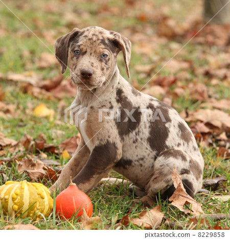 Louisiana Catahoula puppy in Autumn 8229858