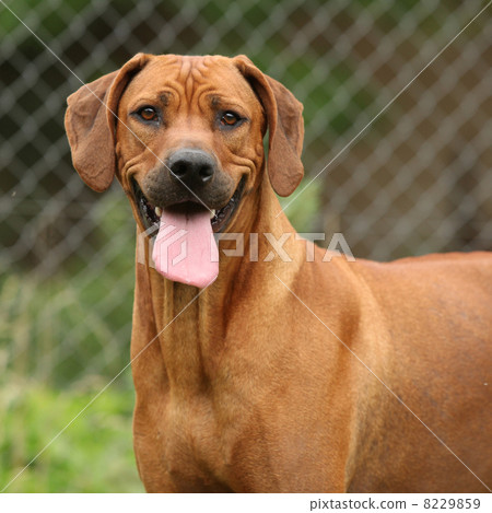 Rhodesian ridgeback bitch 8229859