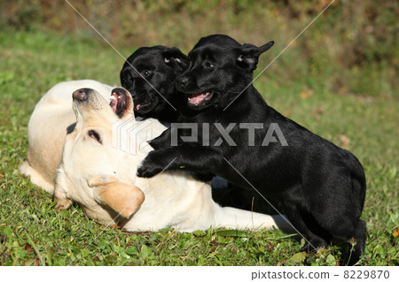 Beautiful creme labrador retriever with black puppies 8229870