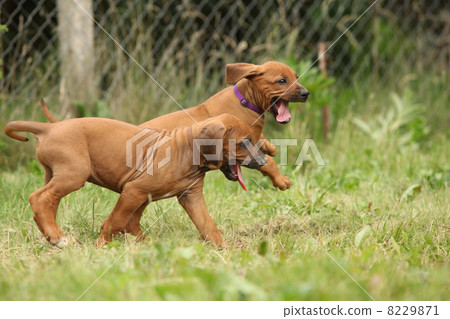 Rhodesian ridgeback puppies Rhodesian ridgeback puppies 8229871
