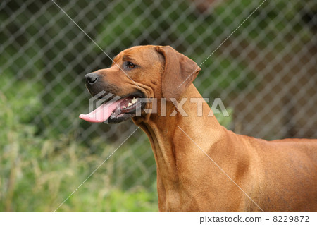Rhodesian ridgeback bitch 8229872