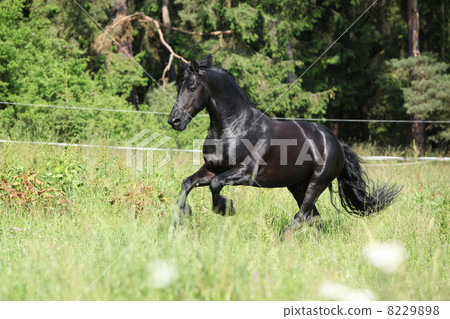Black friesian stallion running 8229898