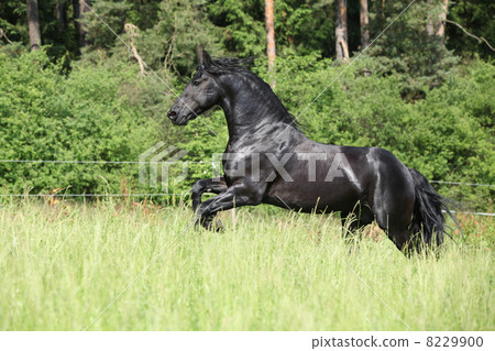 Black friesian stallion running 8229900