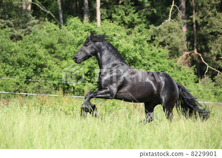Black friesian stallion running 8229901