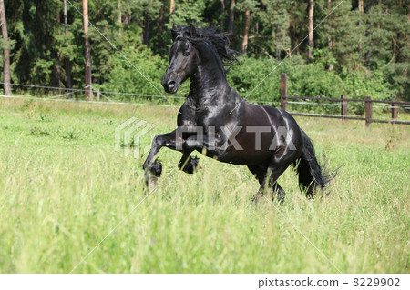 Black friesian stallion running Black friesian stallion running 8229902