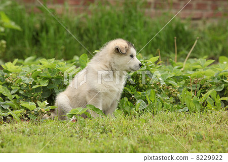 Alaskan Malamute puppy sitting on the garden 8229922