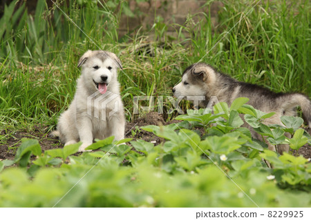 Two Alaskan Malamute puppies 8229925