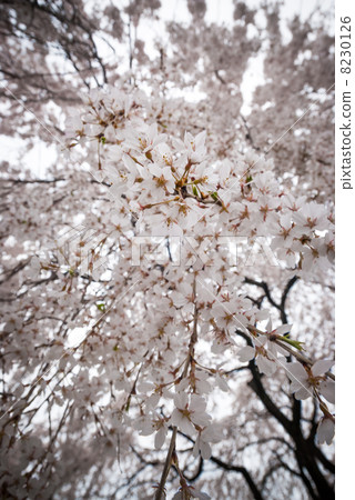 Honmaji Temple Underwood Cherry Blossoms 8230126